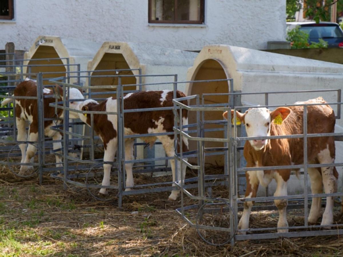Vila Koenig Andrea Schwaigerhof Rottau Exteriér fotografie